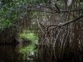 Humedal en la cuenca baja del río Papaloapan.jpg