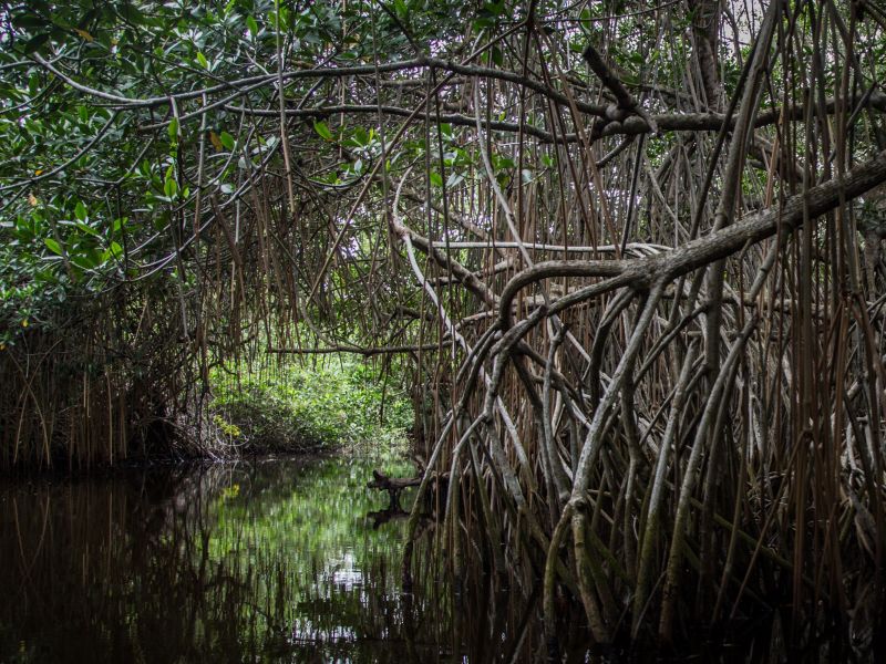 Archivo:Humedal en la cuenca baja del río Papaloapan.jpg